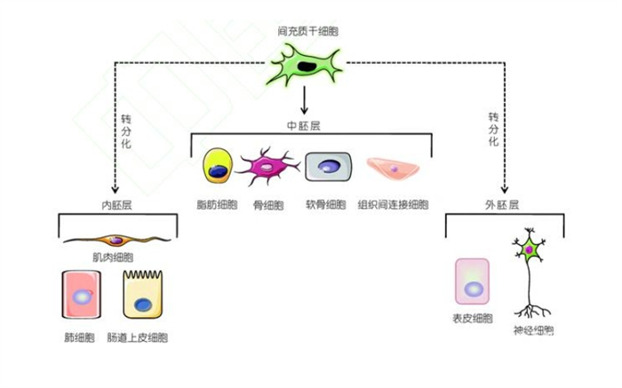 聚焦干細(xì)胞發(fā)展新趨勢(shì)：干細(xì)胞臨床案例不斷，間充質(zhì)干細(xì)胞**臍帶