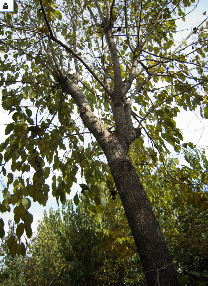15公分以上的杜仲树100颗-河北省安国市药用植物种植基地