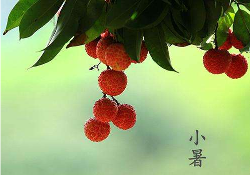 小暑天的水果