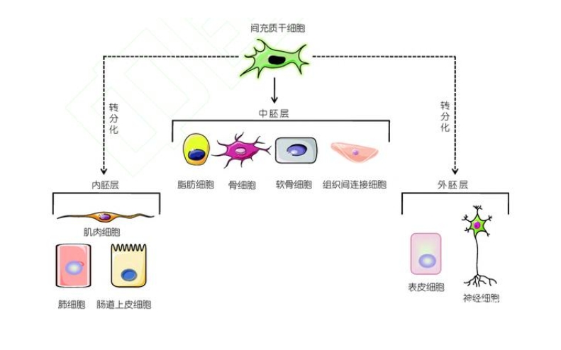 间充质干细胞胎盘脐带