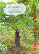 批发石榴苗 供应石榴树|怀远石榴树 ，白石榴价格 红玛瑙石榴|红玉石籽石榴