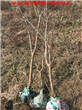 4公分石榴树紧急出售