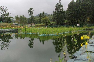 農村小型分散型生活污水治理系統
