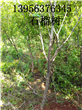 懷遠石榴樹有一種品種是特別抗凍的，就是瑪瑙石榴樹。