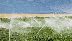 自动灌溉机--为客户提供量身定制的全程机械化整体解决方案