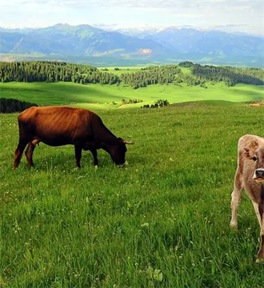 夏洛莱牛原产于法国中西部到东南部的夏洛莱省和涅夫勒地区，是举世闻名的大型肉牛品种，自育成以来就以其生长快、肉量多、体型大、耐粗放而受到国际市场的广泛欢迎，早已输往世界许多国家。最显著的特点是被毛为白色或乳白色，皮肤常有色斑；全身肌肉特别发达；骨骼结实，四肢强壮。 夏洛莱牛头小而宽，角圆而较长，并向前方伸展，角质蜡黄、颈粗短，胸宽深，肋骨方圆，背宽肉厚，体躯呈圆筒状，肌肉丰满，后臀肌肉很发达，并向后和侧面突出，常形成“双肌”特征。成年活重，公牛平均为1100至1200千克， 母牛700——800千克。
