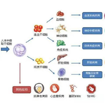 南平平价的打一针干细胞能管几年咨询电话