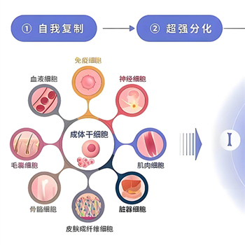 贺州老牌的注射干细胞的作用和功效批发