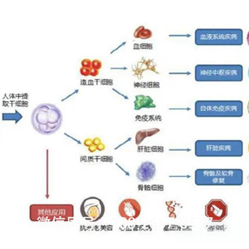 貴港放心的msc干細胞收費低