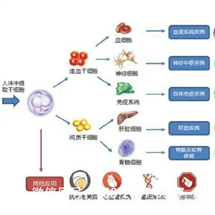 迪慶藏族自治州正規(guī)的間充質(zhì)干細(xì)胞**臍帶費(fèi)用情況