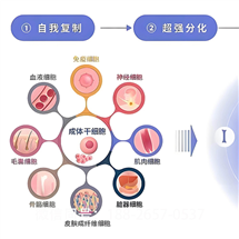 黄冈靠谱的msc干细胞收费情况