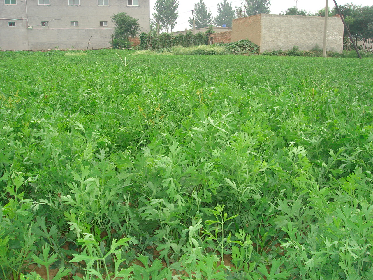 防風基地-良種杜仲種植專家--河北省安國市藥用植物種植基地