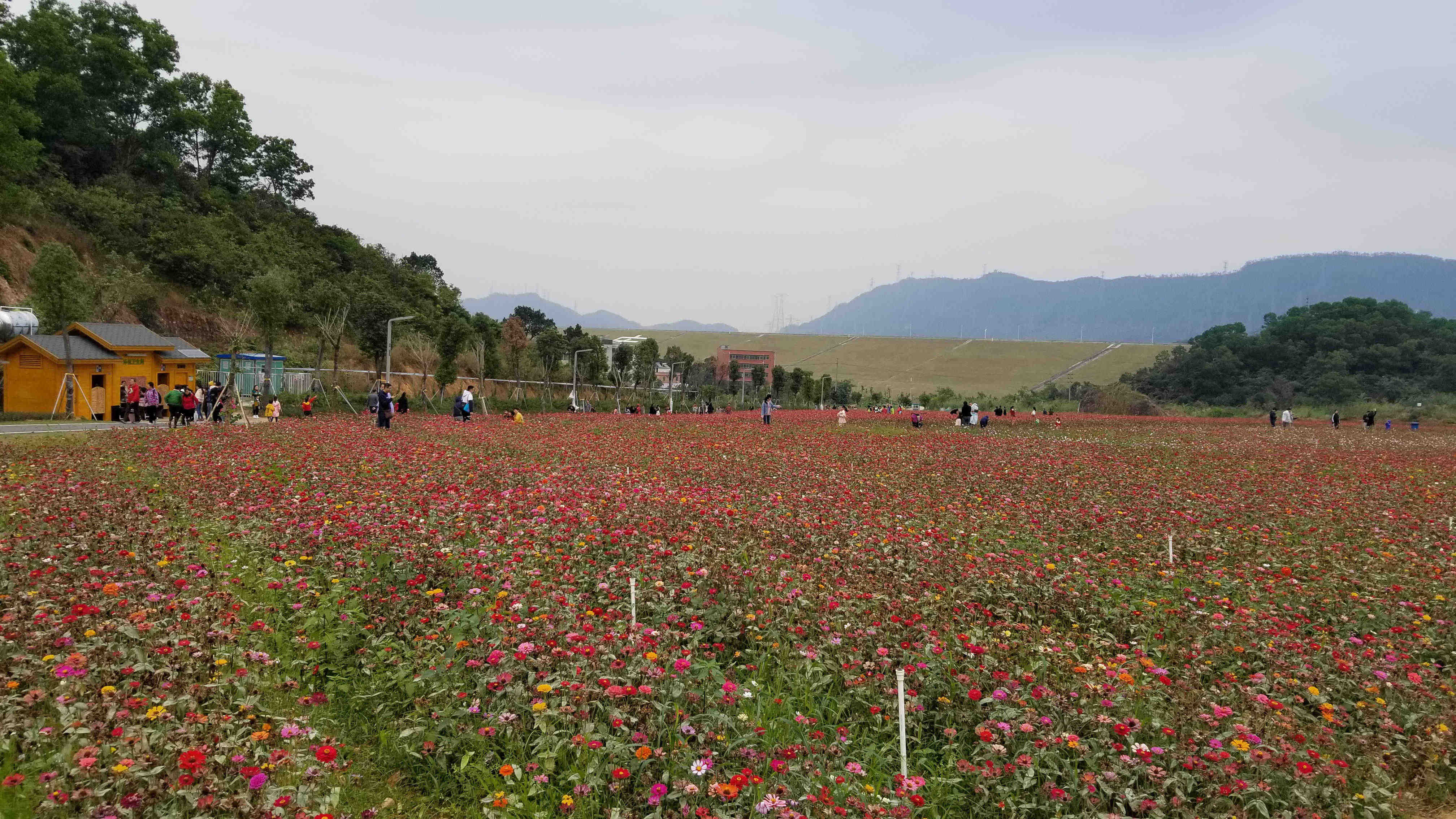 深圳樂湖生態園:千畝花海觀光拍照